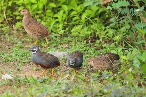 Ano ang Kinain ng mga Pugo sa Ligaw & Bilang Mga Alagang Hayop? Diet & Mga Katotohanan sa Kalusugan