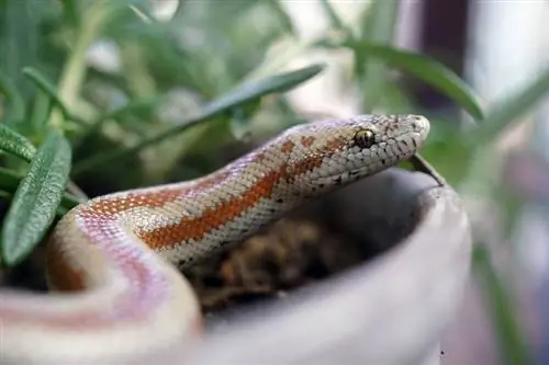 10 رنگ Rosy Boa & رنگ (همراه با تصاویر)