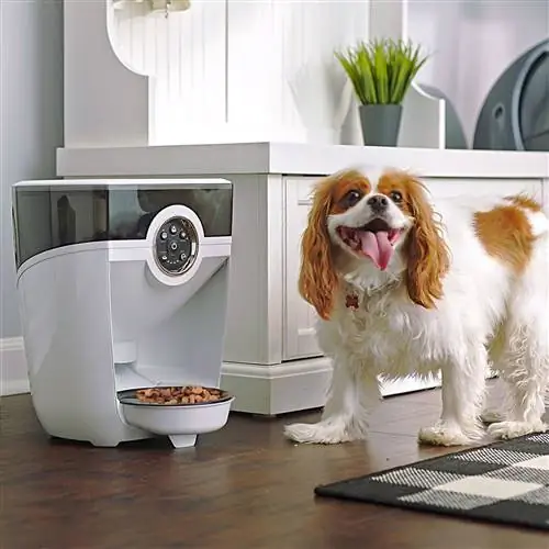 9 beste automatische voerbakken voor honden in 2023 – Recensies & Topkeuzes