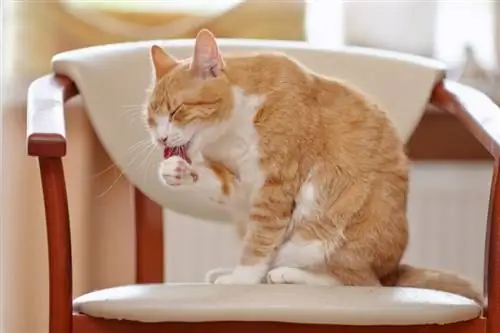 Hvorfor slikker katte sig selv, efter du har kælet dem? 5 grunde