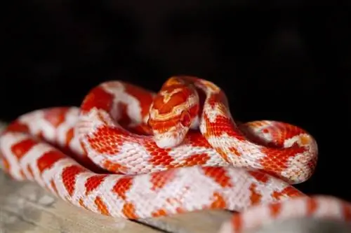 10 Floridasta löydettyä käärmettä (kuvien kanssa)