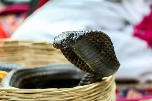 Οι King Cobras κάνουν καλά κατοικίδια; Νομιμότητα, Ηθική, Φροντίδα & Περισσότερα