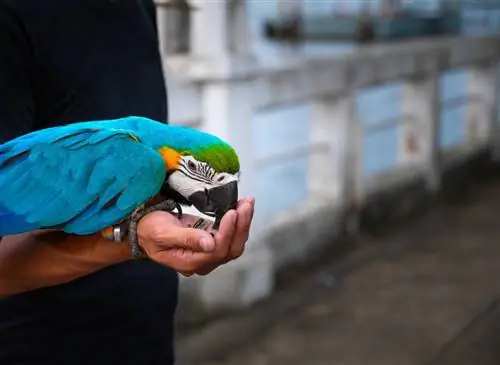 Saan Dapat Bumili ng Macaw? (Na-update noong 2023)