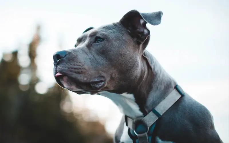 ¿Están prohibidos los pitbulls en Canadá? Provincial & Guía Normativa Municipal