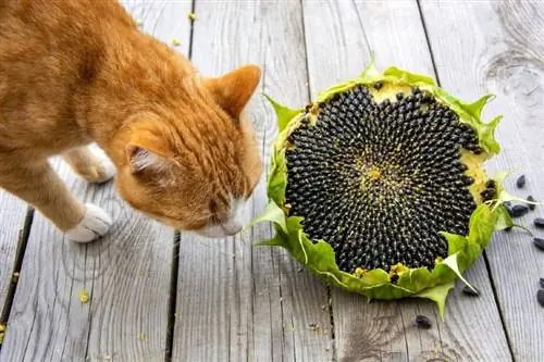 Czy słoneczniki są toksyczne dla kotów? Co musisz wiedzieć