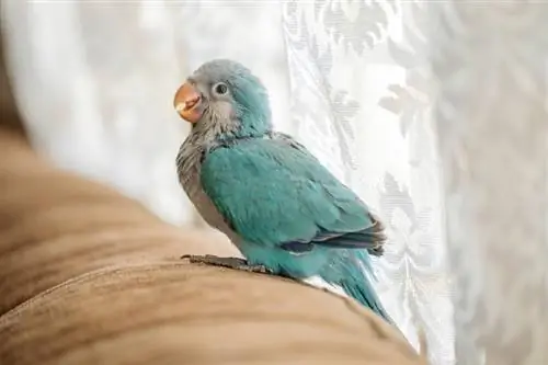 Plavi papagaj kveker: osobine, istorija, hrana & Njega (sa slikama)