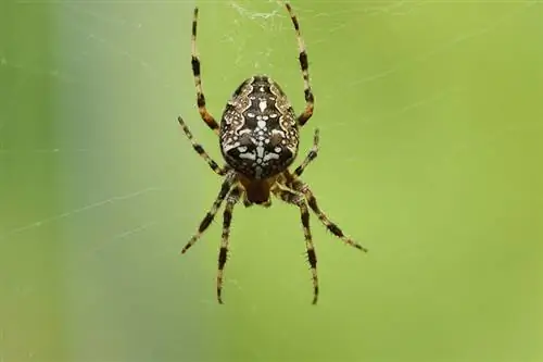 Hvor intelligente er edderkopper? Her er hva vitenskapen sier