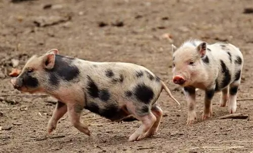 सूअर कितने बुद्धिमान होते हैं? यहाँ विज्ञान क्या कहता है
