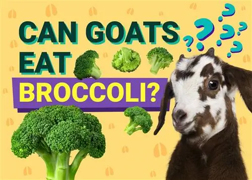 ¿Pueden las cabras comer brócoli? Lo que necesitas saber