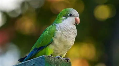 Papagaj kveker: osobine, istorija, hrana & Njega (sa slikama)