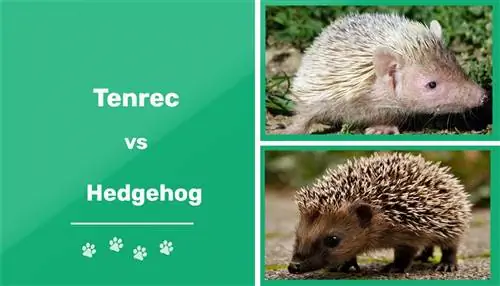 Tenrec vs Hedgehog: koks skirtumas? (su nuotraukomis)