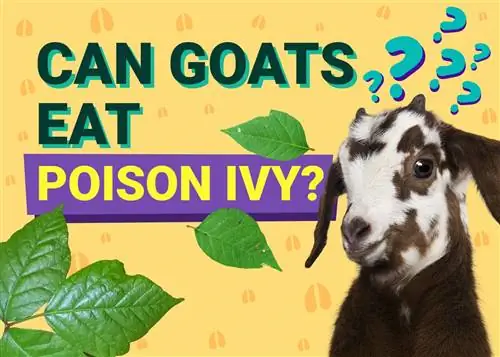 Могут ли козы безопасно есть ядовитый плющ? Что тебе нужно знать