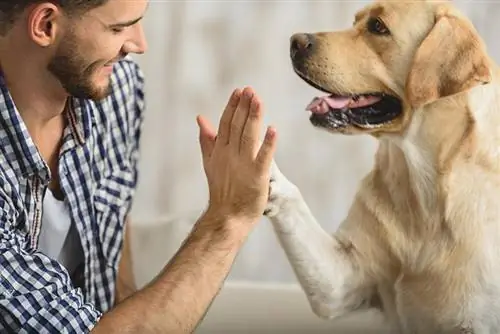 Hur man umgås med en vuxen hund: 11 enkla men effektiva tips