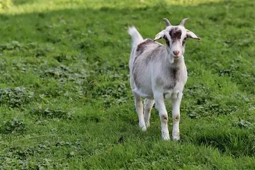 ¿Cuánto espacio necesitan las cabras para ser felices? Datos & Consejos de cuidado