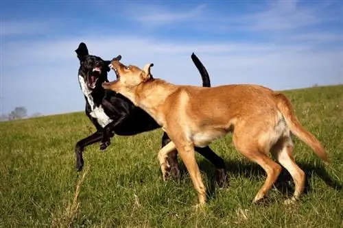 Hur man bryter en hundkamp utan att bli sårad (3 tips)