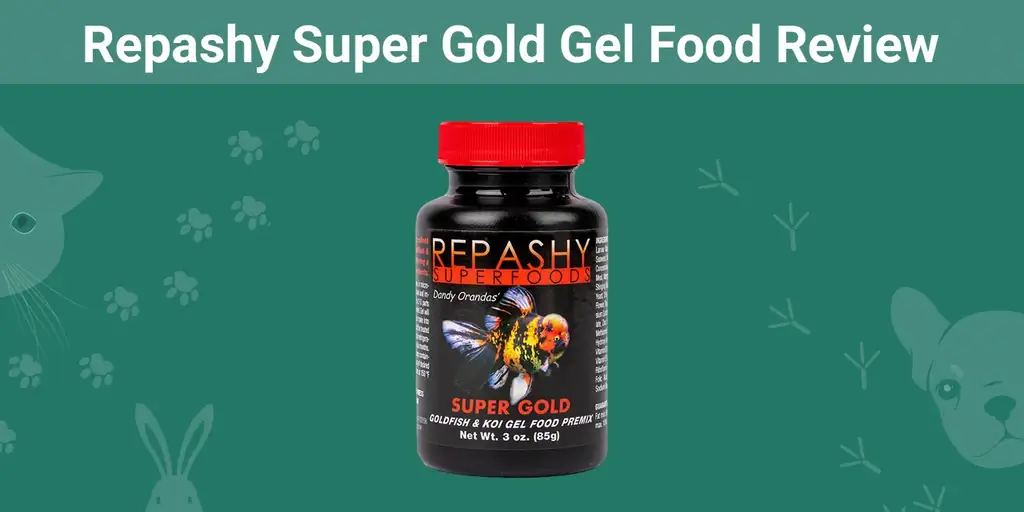 Repashy Super Gold Gel Food Review 2023 - Pircēja rokasgrāmata & Apmācība