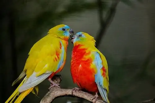 Kako se papagaji Mate & razmnožavaju? Činjenice o uzgoju & Često postavljana pitanja