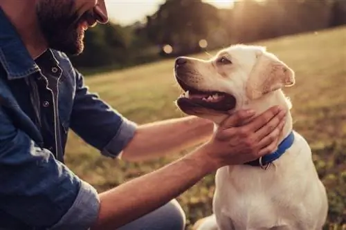 Kiat Keselamatan Anjing: Cara Menjaga Anjing Anda Tetap Aman