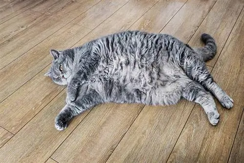 آیا گربه من اضافه وزن دارد؟ چگونه به & بگوییم راهنما