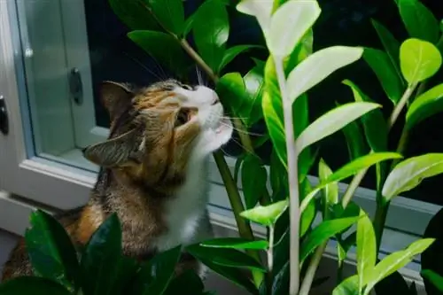 Är pengaträd giftiga för katter? Vad du behöver veta
