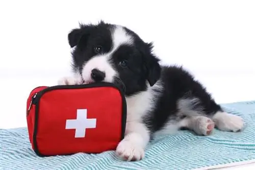 10 mejores botiquines de primeros auxilios para perros en 2023 – Reseñas & Mejores selecciones
