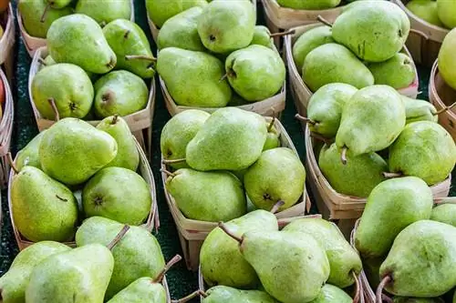 Voivatko koirat syödä päärynöitä? Eläinlääkärin hyväksymiä faktoja & FAQ