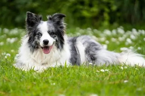 Border Collies birinchi marta it egalari uchun yaxshimi? Muhim javob