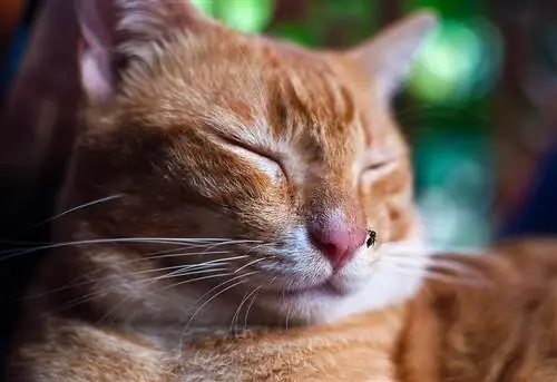 Kann eine Katze von Mücken gebissen werden? Vom Tierarzt anerkannte Präventionstipps