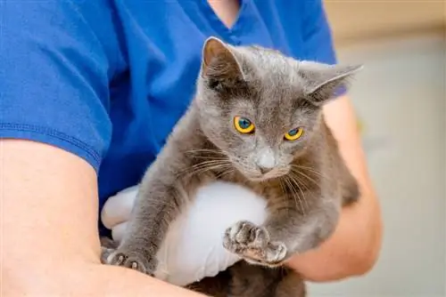 ปัญหาสุขภาพแมวเบอร์มีส: 10 ข้อกังวลที่ได้รับการตรวจสอบจากสัตวแพทย์