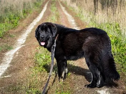 Кескін