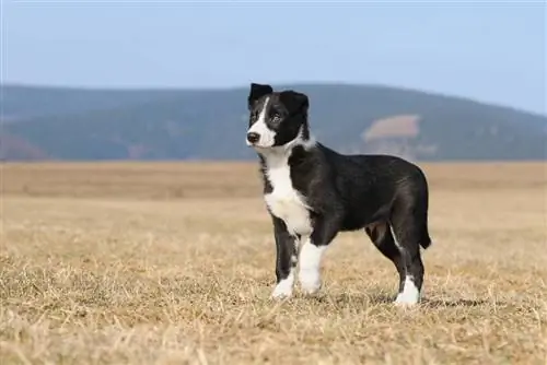 Adakah Collie Sempadan Menjadi Anjing Pengawal yang Baik? Fakta & Soalan Lazim