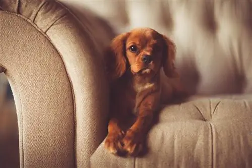 Els 7 millors materials de sofà & Teixits per a gossos (amb imatges)