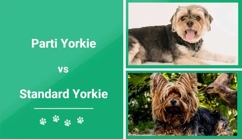 Parti Yorkie vs Standard Yorkie: pagrindiniai skirtumai (su nuotraukomis)