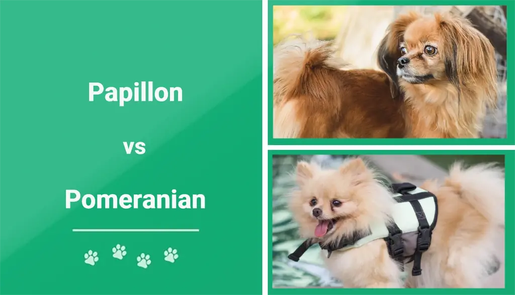 Papillon vs Pomeranian: Hva er forskjellen? (Med bilder)