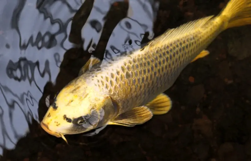 Auksinė koi žuvis: faktai, kilmė & Istorija (su nuotraukomis)