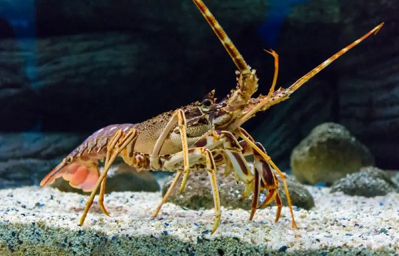 Maaari Mo Bang Panatilihin ang Lobster bilang Alagang Hayop? Mga Lahi, Pangangalaga & FAQ