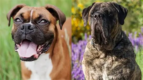 Chó Mastiff Boxer: Hình ảnh, Thông tin, Tính khí & Đặc điểm