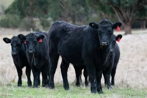 15 მომხიბლავი და სახალისო ფაქტი ძროხის შესახებ, რომელიც არასოდეს იცოდით