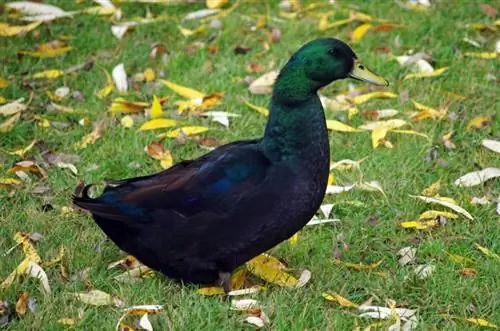 Cayuga Duck: Facts, Pictures, Uses, Origins & Χαρακτηριστικά
