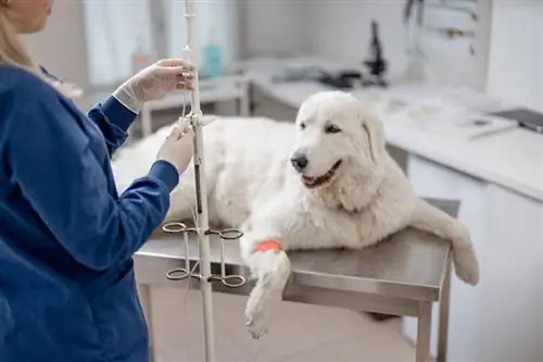 Πόσο κοστίζει ένας κτηνίατρος έκτακτης ανάγκης για σκύλους; Ενημέρωση τιμής 2023