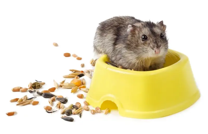 2023 Yılında En İyi 10 Cüce Hamster Yemi – İncelemeler & En Çok Talep