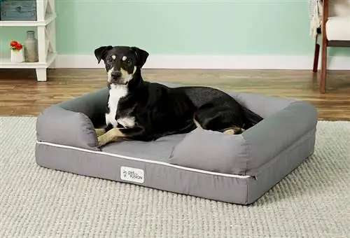 10 mejores camas para perros para masticar en 2023 – Reseñas & Las mejores selecciones