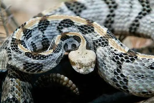 32 slange gevind in Indiana (met prente)