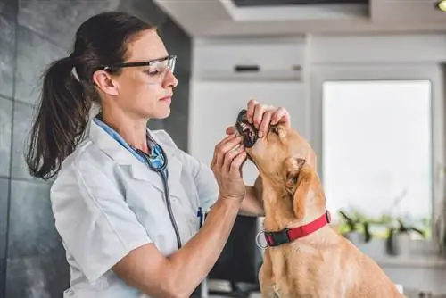 10 geriausių šunų odontologijos produktų 2023 m. – Atsiliepimai & Geriausias pasirinkimas