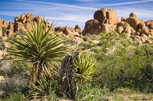 Yucca Schidigera για σκύλους: Οφέλη, χρήσεις & Παρενέργειες