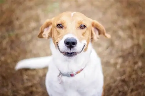 Kan honde werklik glimlag? Feite & Gereelde vrae