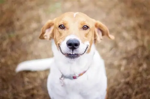 Kunnen honden eigenlijk glimlachen? Feiten & Veelgestelde vragen