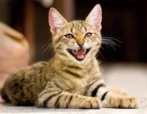 Kan katter le? Følelser forklart & vanlige spørsmål