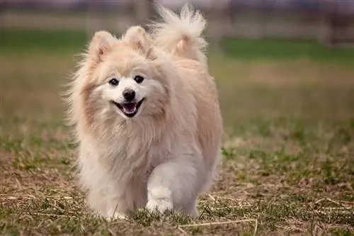 Kan hundar skratta? Typer, fakta & Vanliga frågor