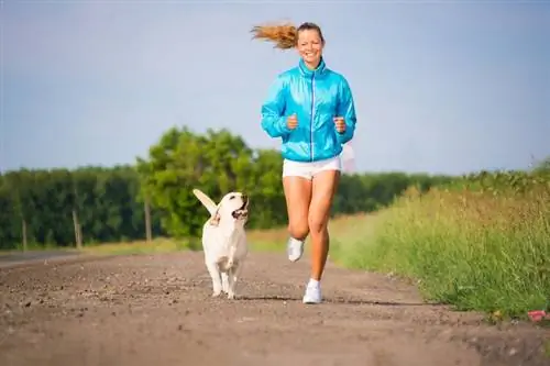 10 მიზეზი ძაღლთან ერთად სირბილისთვის & მინიშნებები სიარულისთვის